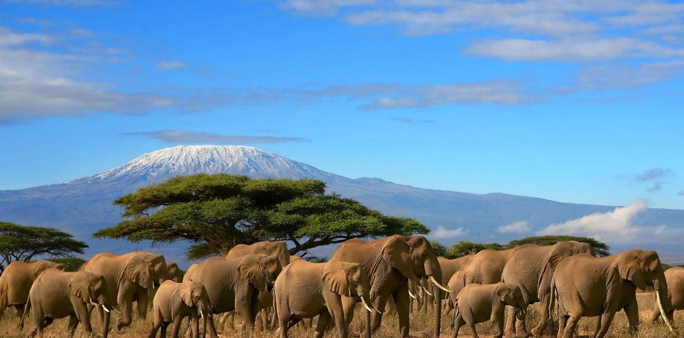 Amboseli-Elephants Rosallin Adventures