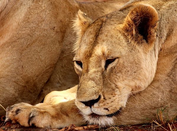 lion at Tsavo West National Park