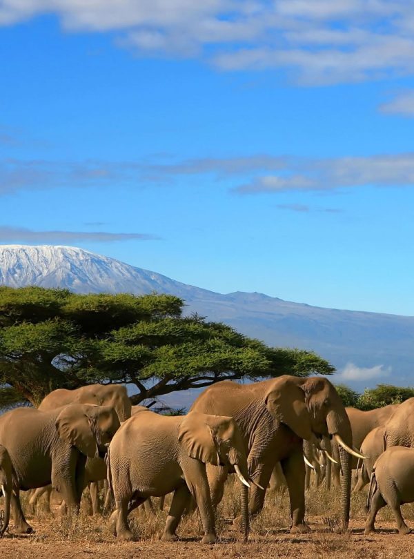 Amboseli Elephants