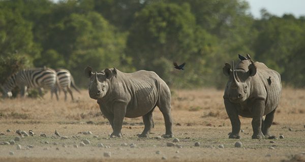 Black Rhino at Ol Pejeta conservancy