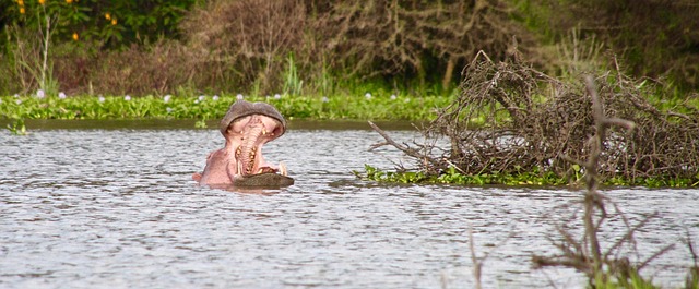 Hippo at Lake Naivasha