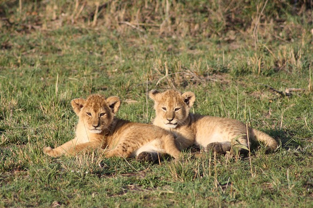 Lion cubs at the Mara 1