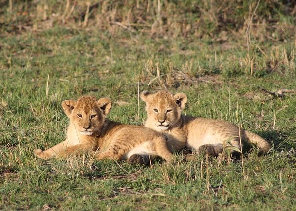 Lion cubs at the Mara