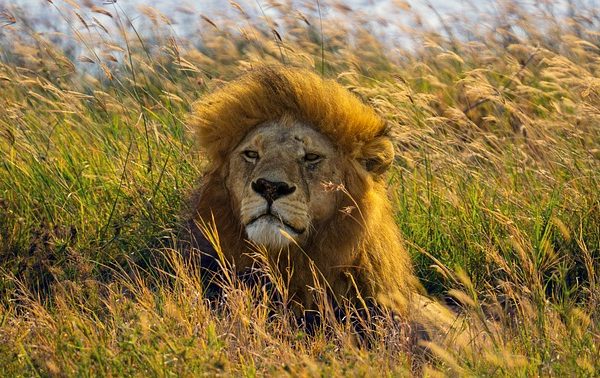 Lion king of serengeti Tanzania