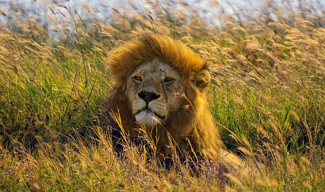 Lion king of serengeti Tanzania