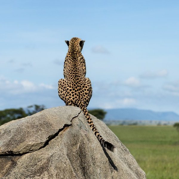 Mara North cheetah