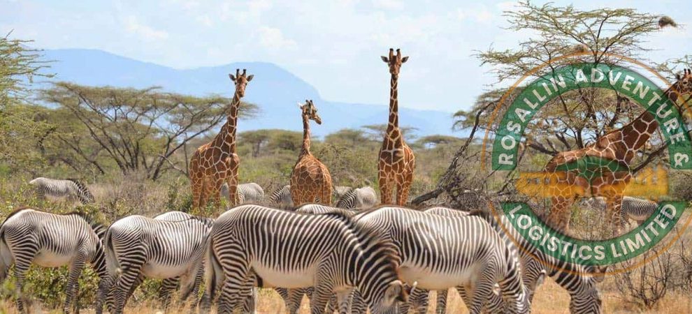 Samburu National Reserve