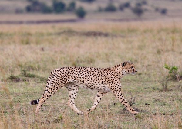 cheetah in Masai Mara