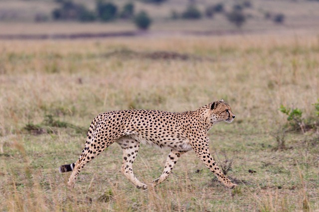 cheetah in Masai Mara