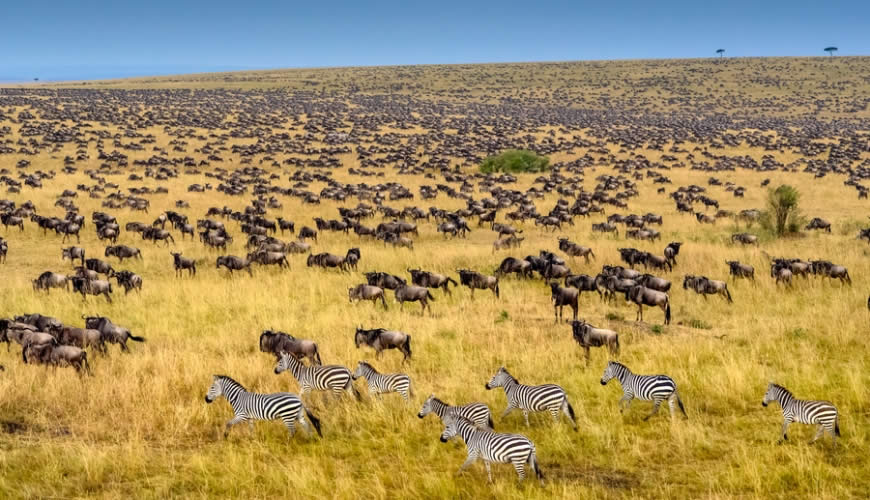 maasai mara zebras and wildebeest