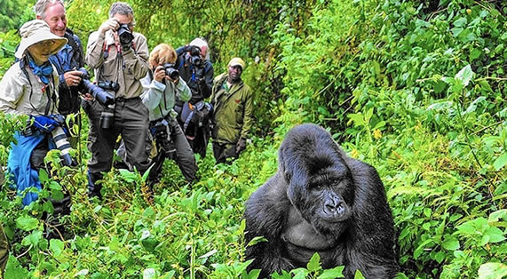 Bwindi National Park Gorilla