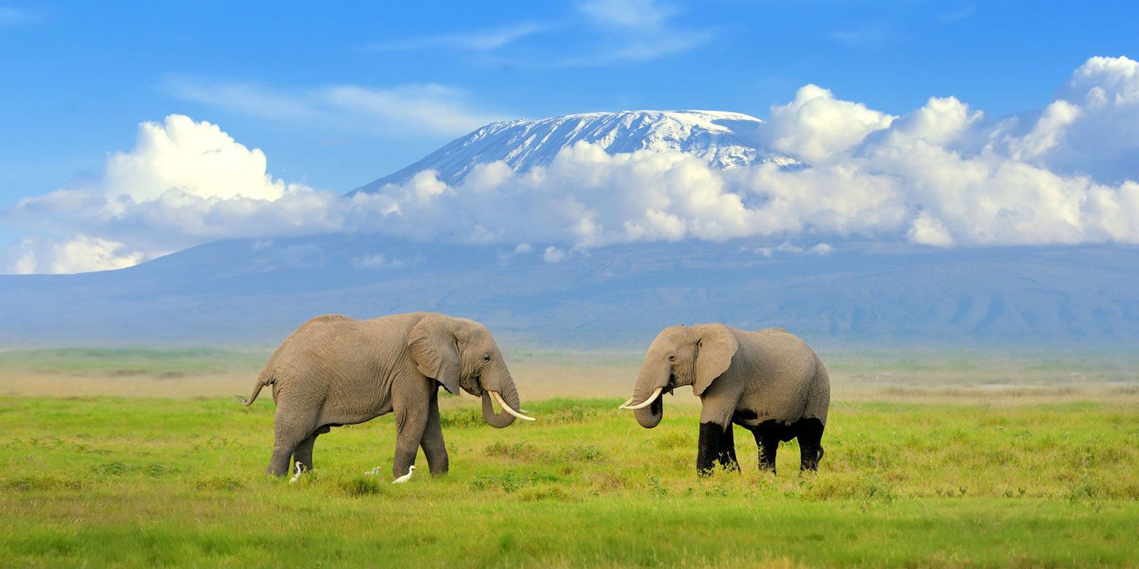 Elephants at Amboseli National park