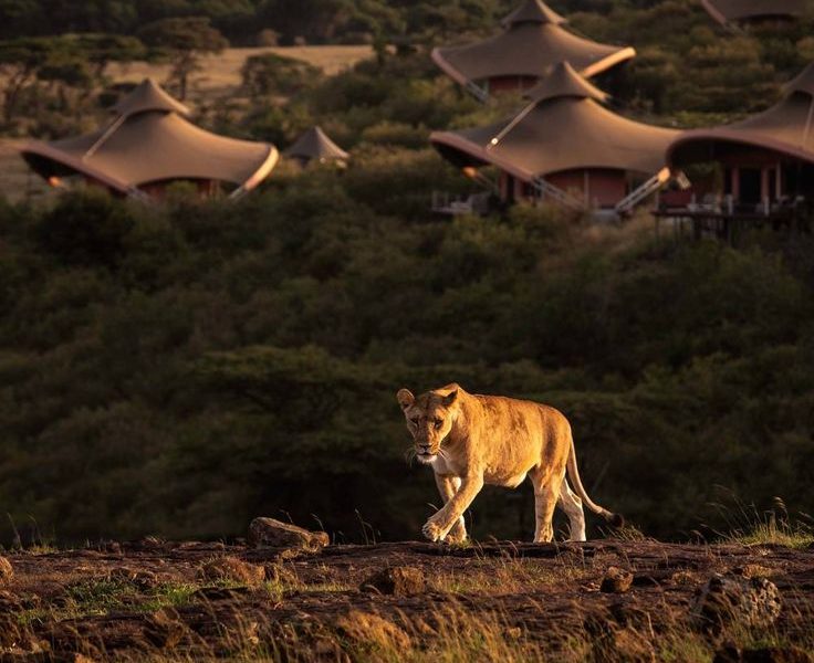 Luxury Safari Camp in Masai Mara Kenya